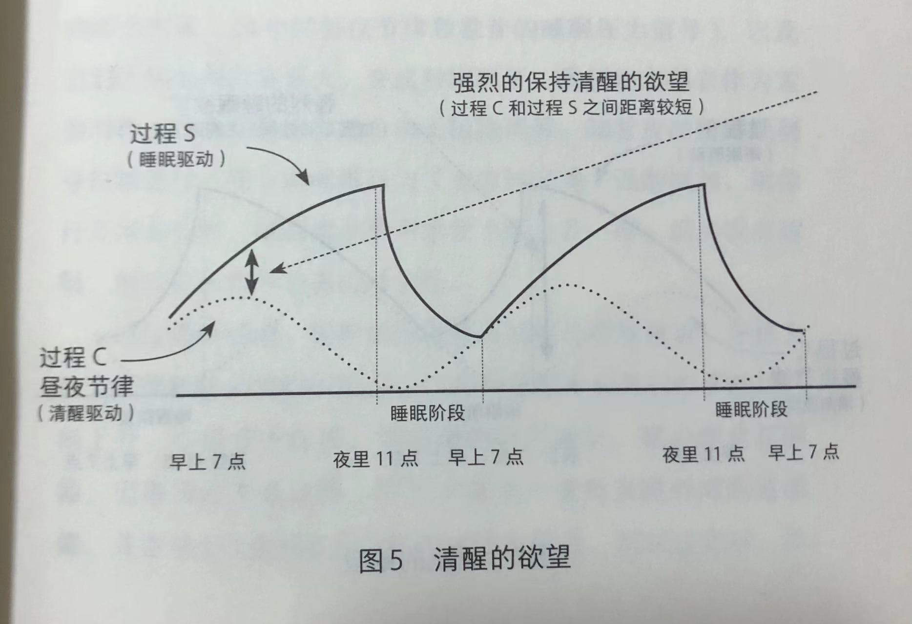 昼夜节律和腺苷周期